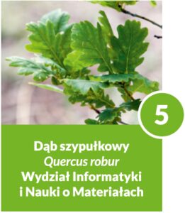 Dąb szypułkowy - drzewo numer 5