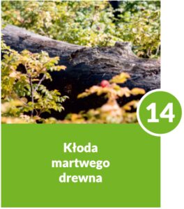 Kłoda martwego drzewa - numer 14