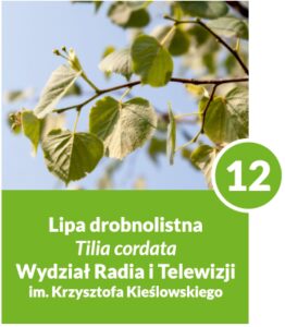 Lipa drobnolistna - drzewo numer 12