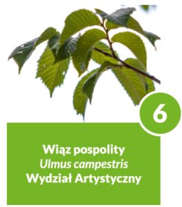 Wiąz pospolity - drzewo numer 6