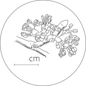 Wiąz górski - kwiatostan