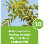 Jesion wyniosły - drzewo numer 10