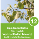 Lipa drobnolistna - drzewo numer 12