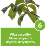 Wiąz pospolity - drzewo numer 6