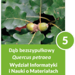 Dąb bezszypułkowy