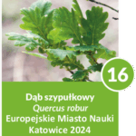 Dąb szypułkowy